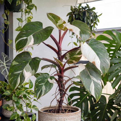White Knight Philodendron