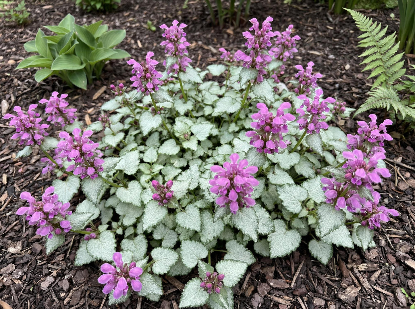 Ghost Lamium
