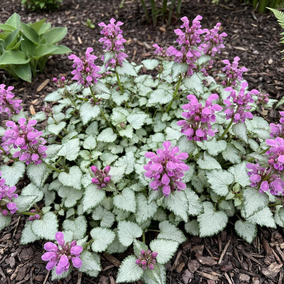 Ghost Lamium
