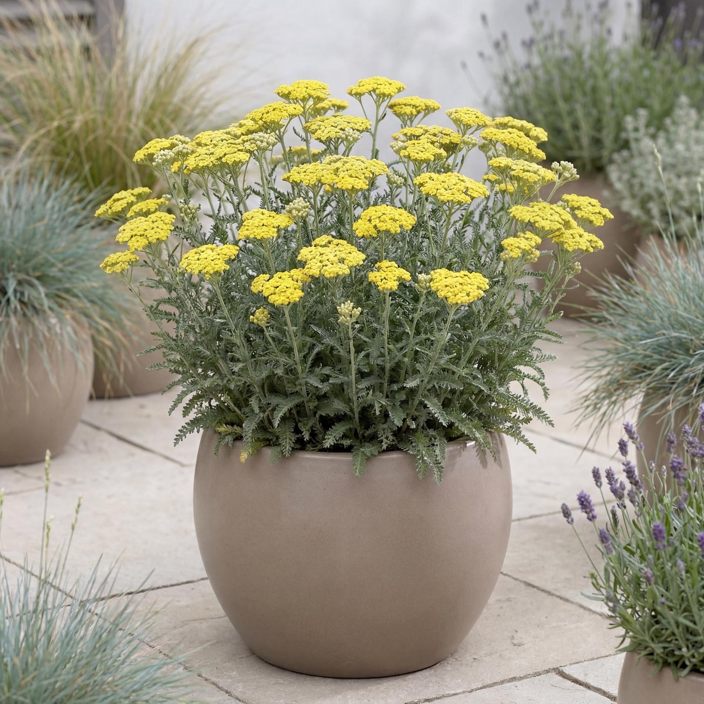 Little Moonshine Yarrow