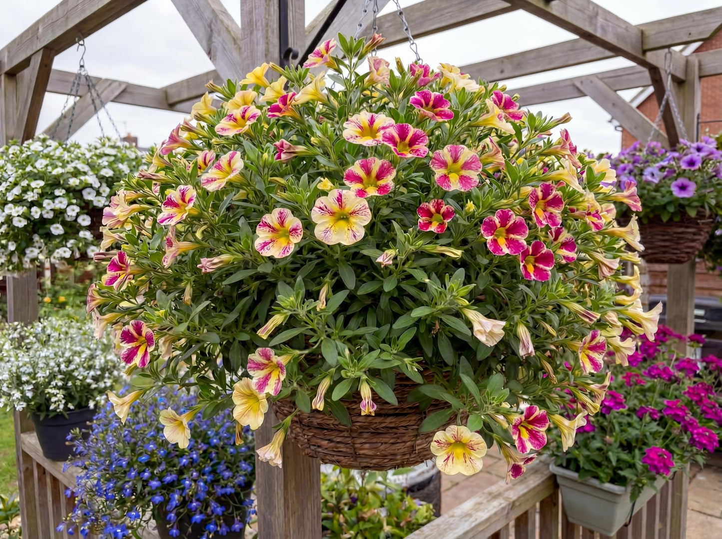 Candy Bouquet Calibrachoa Candy Shop