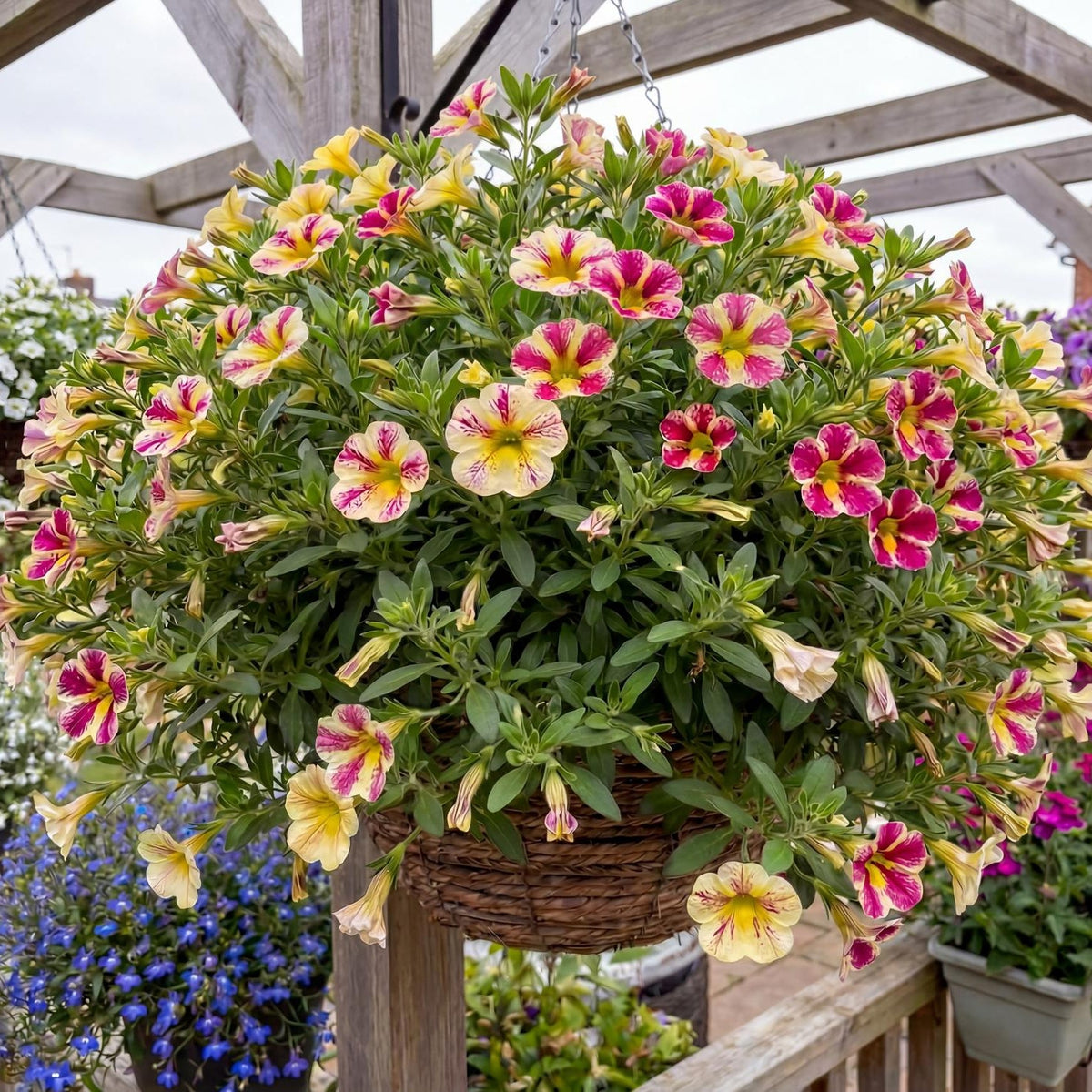 Candy Bouquet Calibrachoa Candy Shop