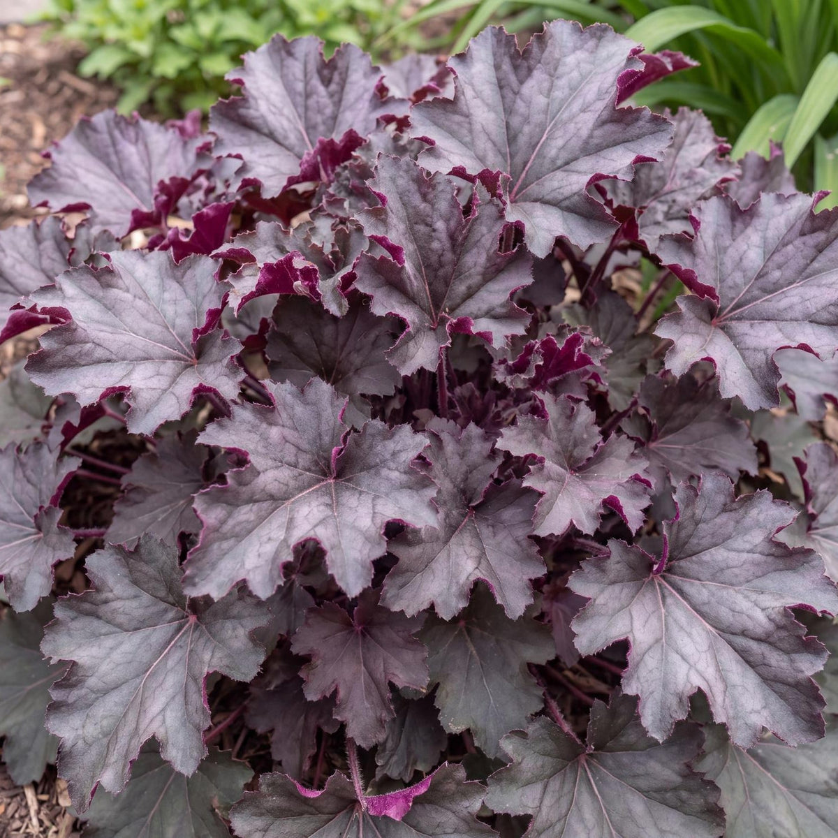 Purple Petticoats Coral Bells in a 4-inch pot, a mounding Heuchera with ruffled purple-black evergreen leaves
