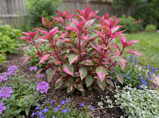 Partytime Alternanthera