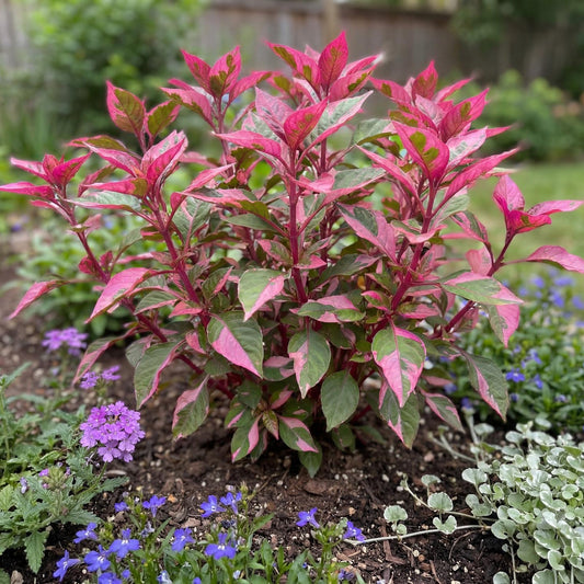 Partytime Alternanthera