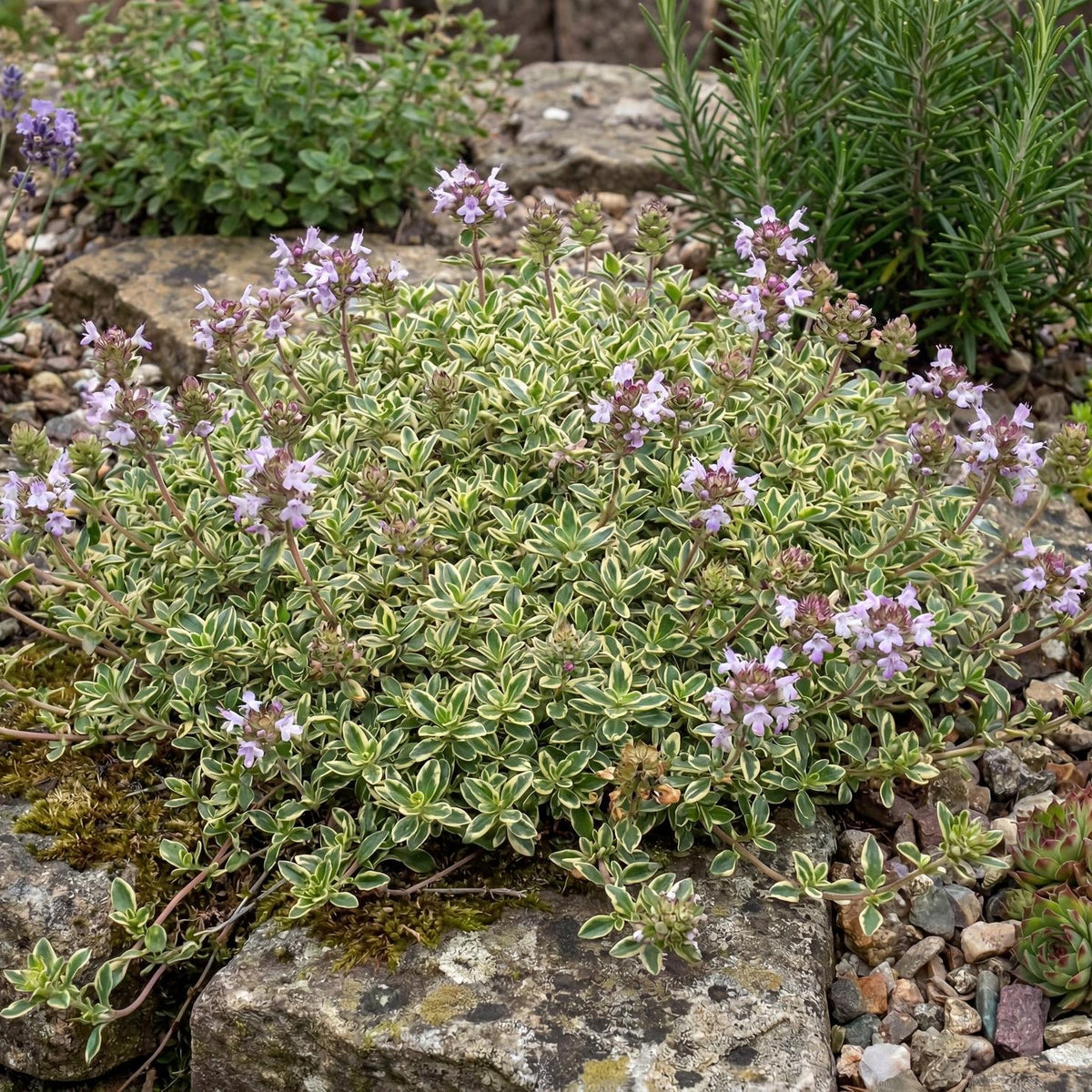 Highland Cream Creeping Thyme