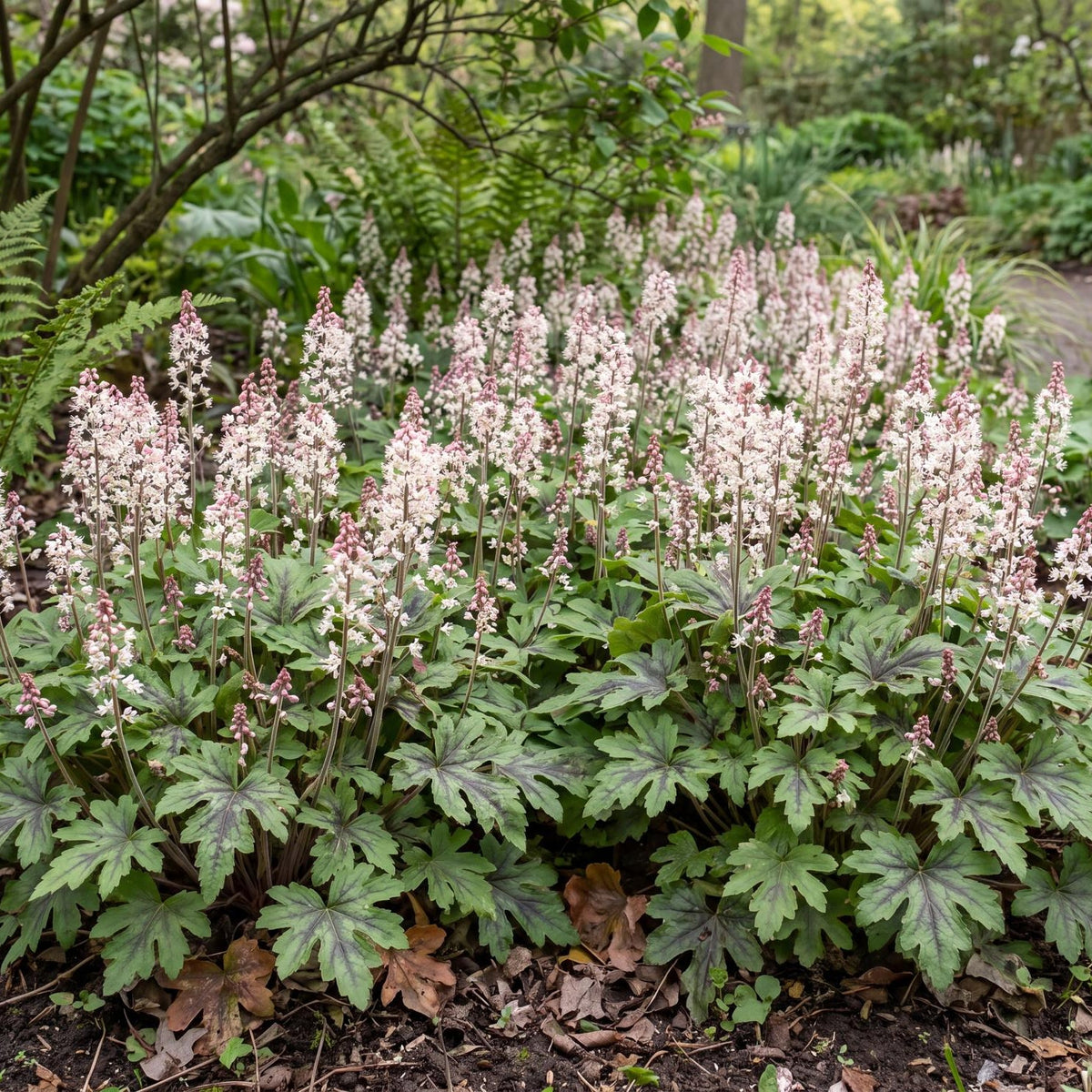 Spring Symphony Foam Flower, Tiarella, in a 4-inch pot with deeply cut green leaves marked black at the midribs