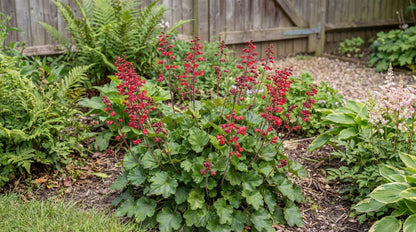 Ruby Bells Heuchera