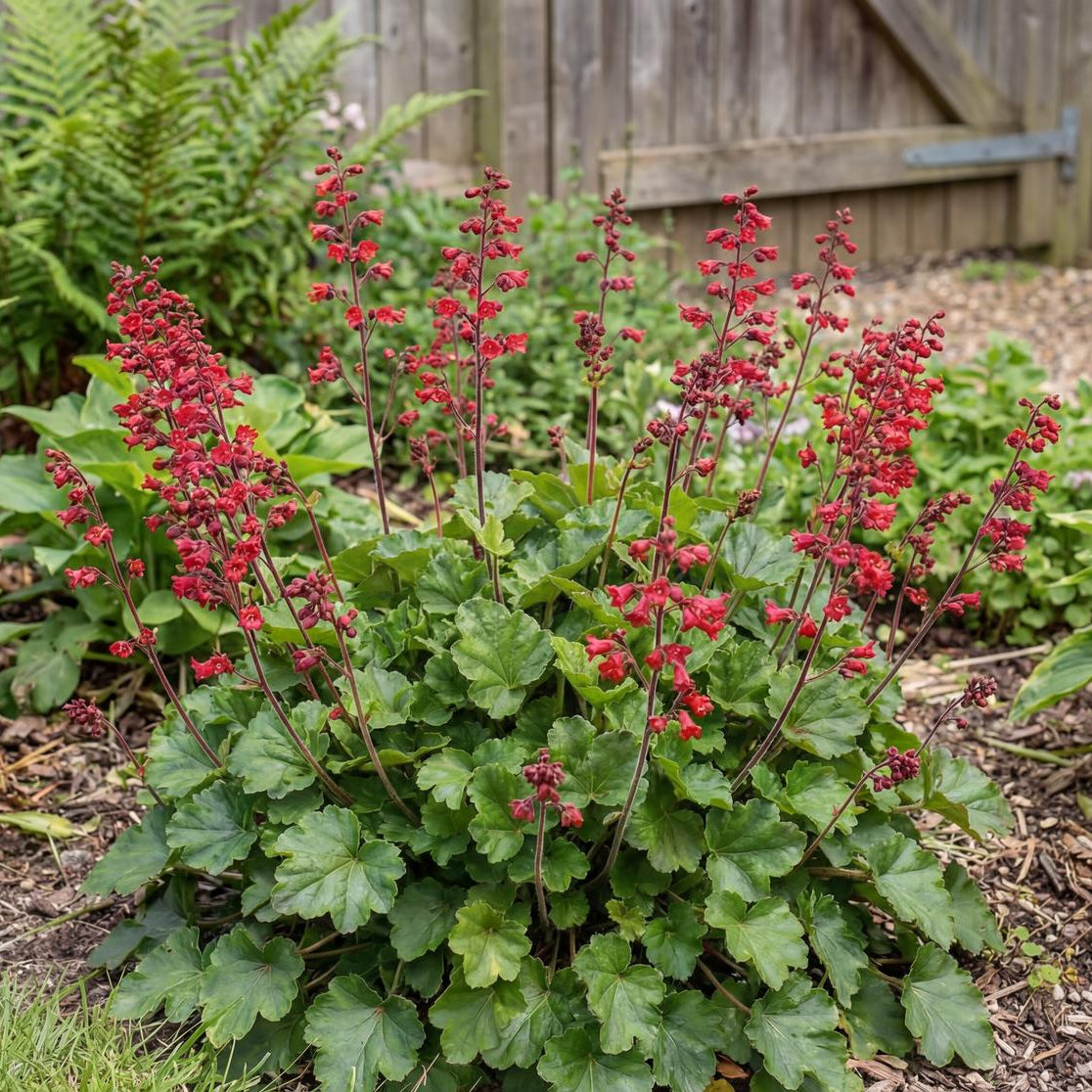 Ruby Bells Heuchera