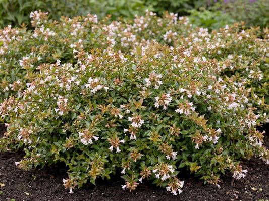 Radiance Glossy Abelia