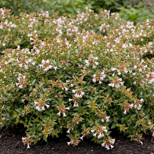 Radiance Glossy Abelia
