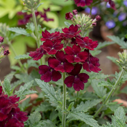 Burgundy Empress Flair Verbena