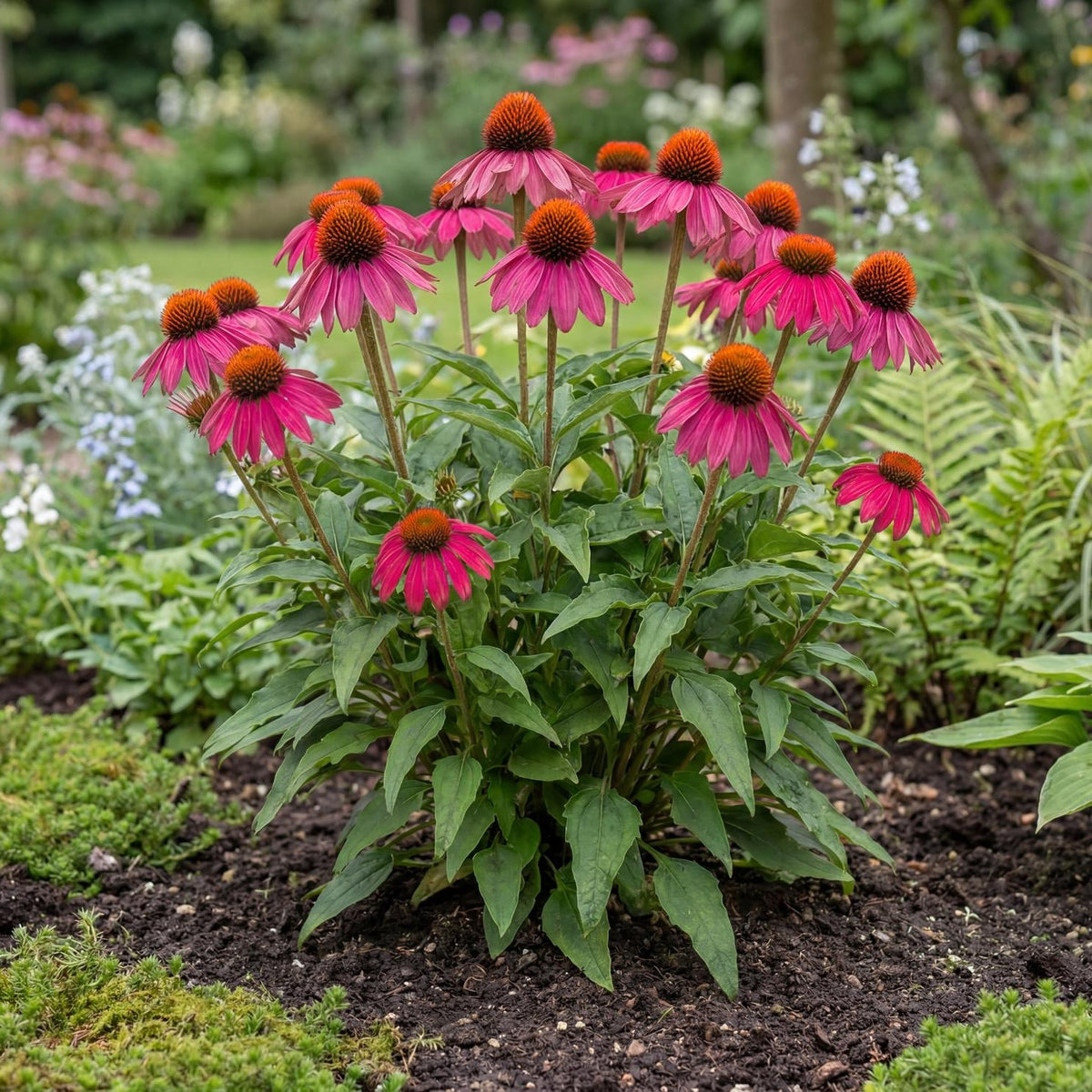 Rose Coneflower in a 4-inch pot, deep rose-pink petals ringing a warm textured cone at the center