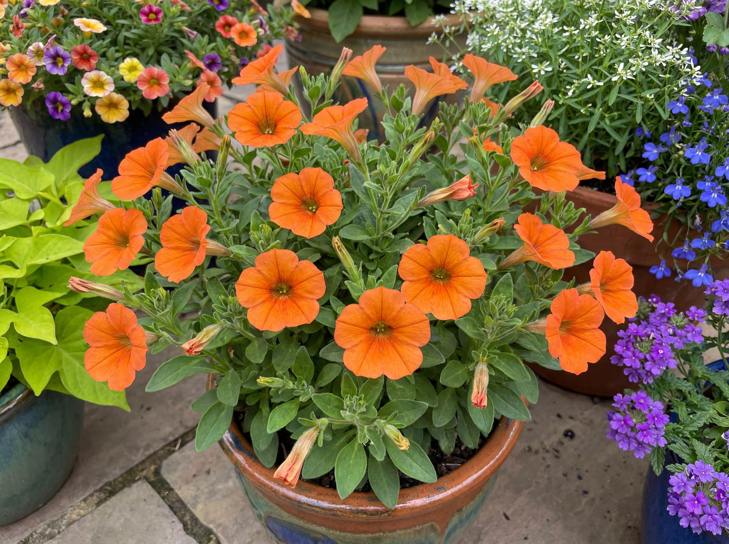 Inferno The Orange! Petunia