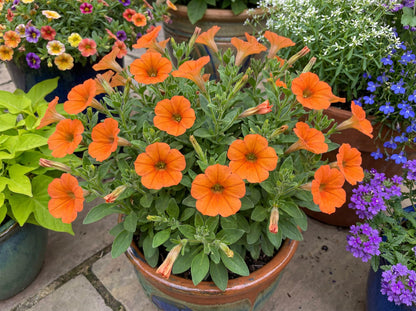 Inferno The Orange! Petunia