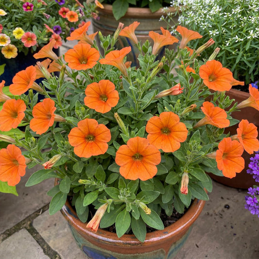Inferno The Orange! Petunia