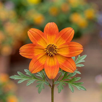 Blazing Ring Of Fire Bidens