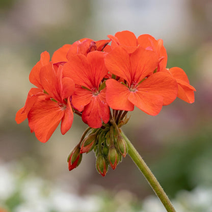 Brocade Fire Fancy Leaf Geranium