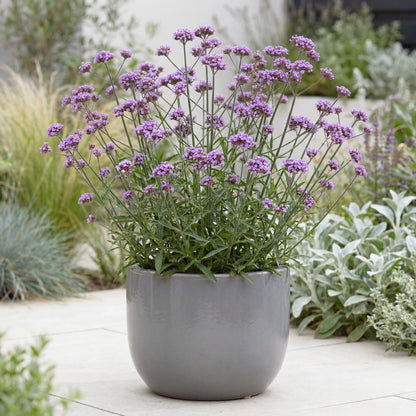 Cloud Verbena