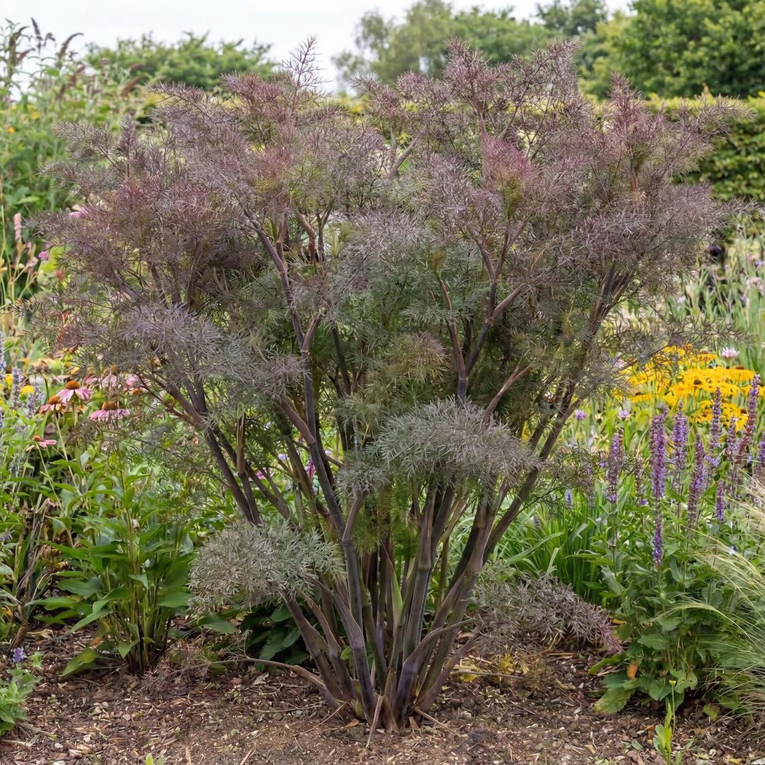 Bronze Fennel