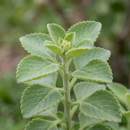 Cuban Oregano