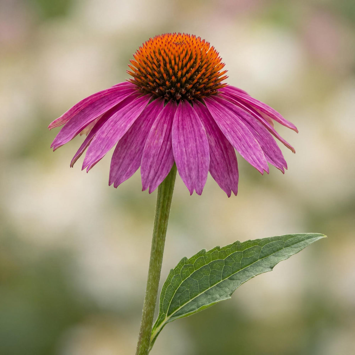 Rose Coneflower holds its green leaves on strong upright stems shaded with dark purple toward the base