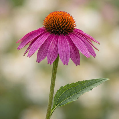 Rose Coneflower holds its green leaves on strong upright stems shaded with dark purple toward the base