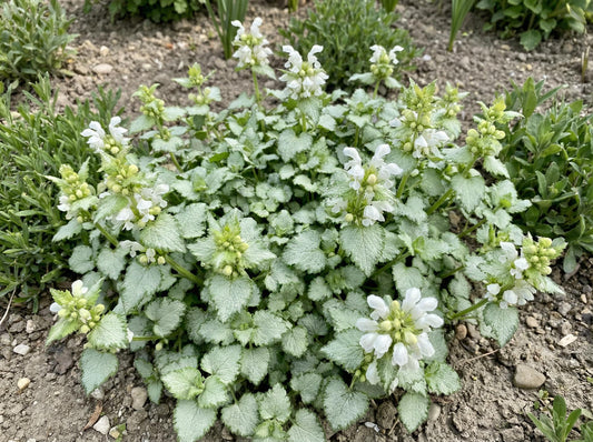 White Nancy Lamium