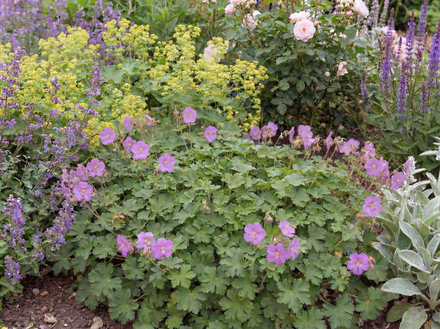 Cambridge Blue Cranesbill
