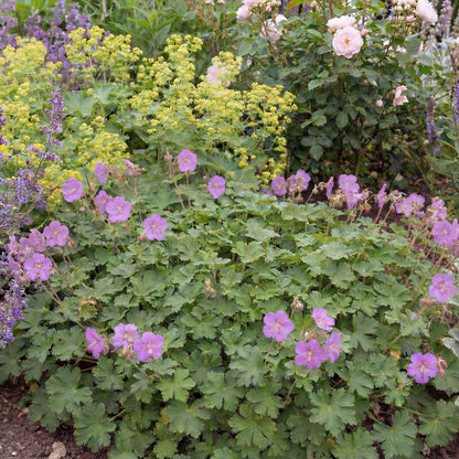 Cambridge Blue Cranesbill