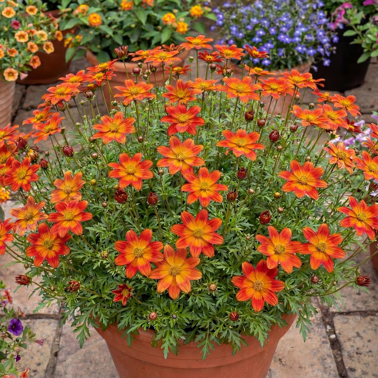 Blazing Ring Of Fire Bidens
