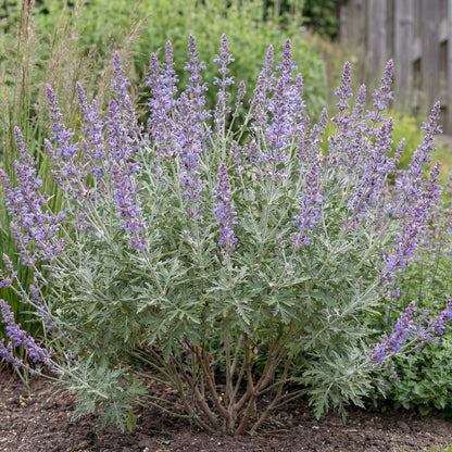 Russian Sage (Perovskia atriplicifolia) matures 2 to 4 feet tall and over 2 feet wide in dry sunny borders
