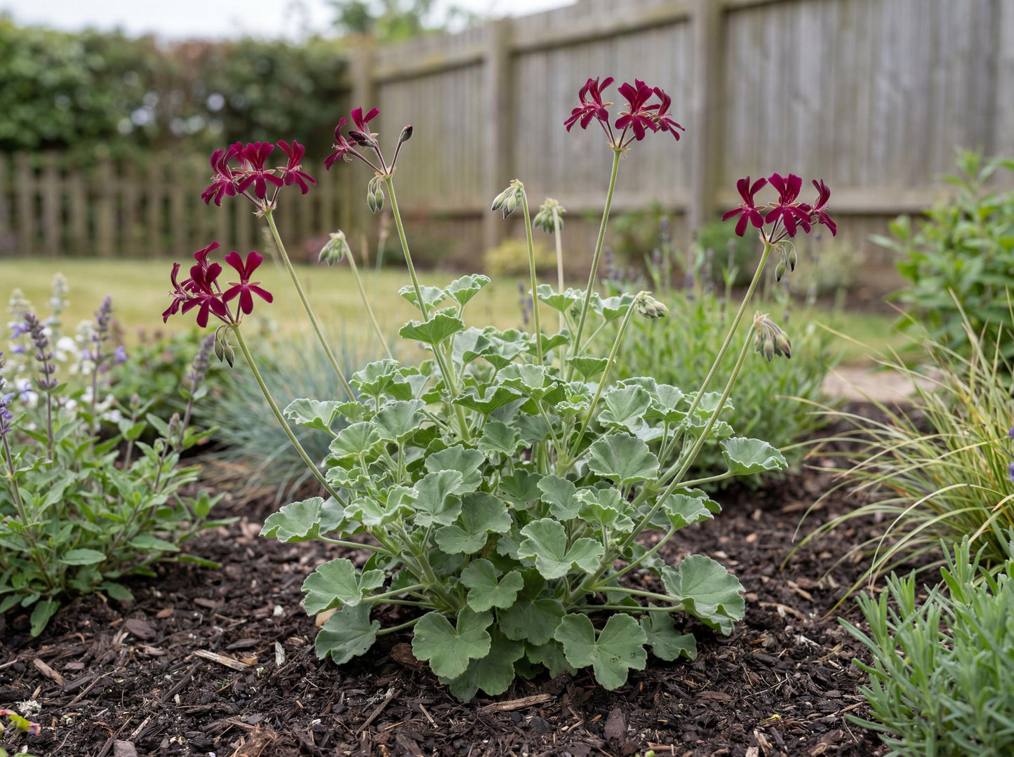 Sidoides Geranium