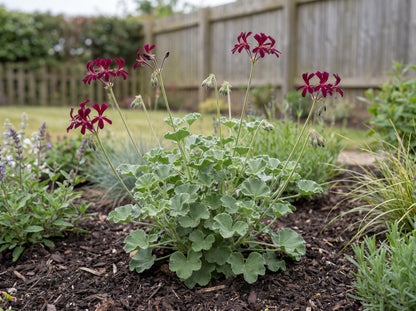 Sidoides Geranium