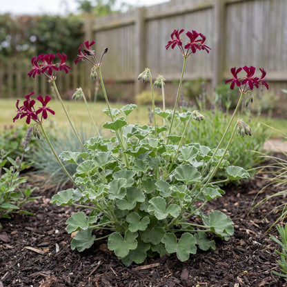 Sidoides Geranium