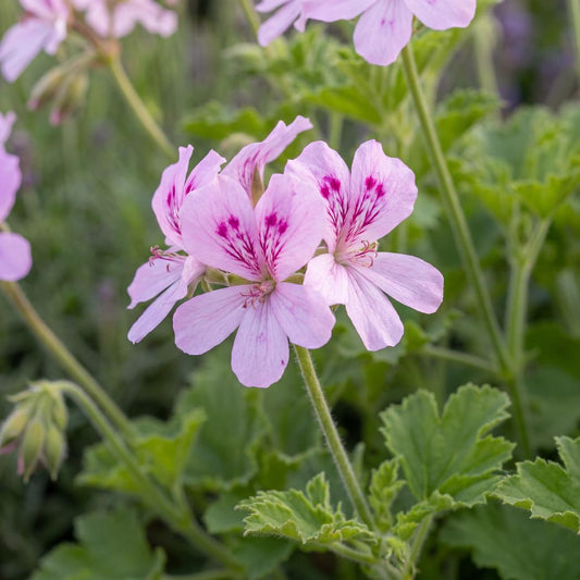 Ginger Geranium Torento