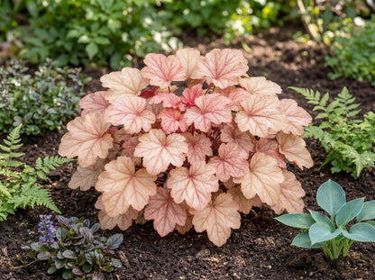 Kira Arizona Heuchera