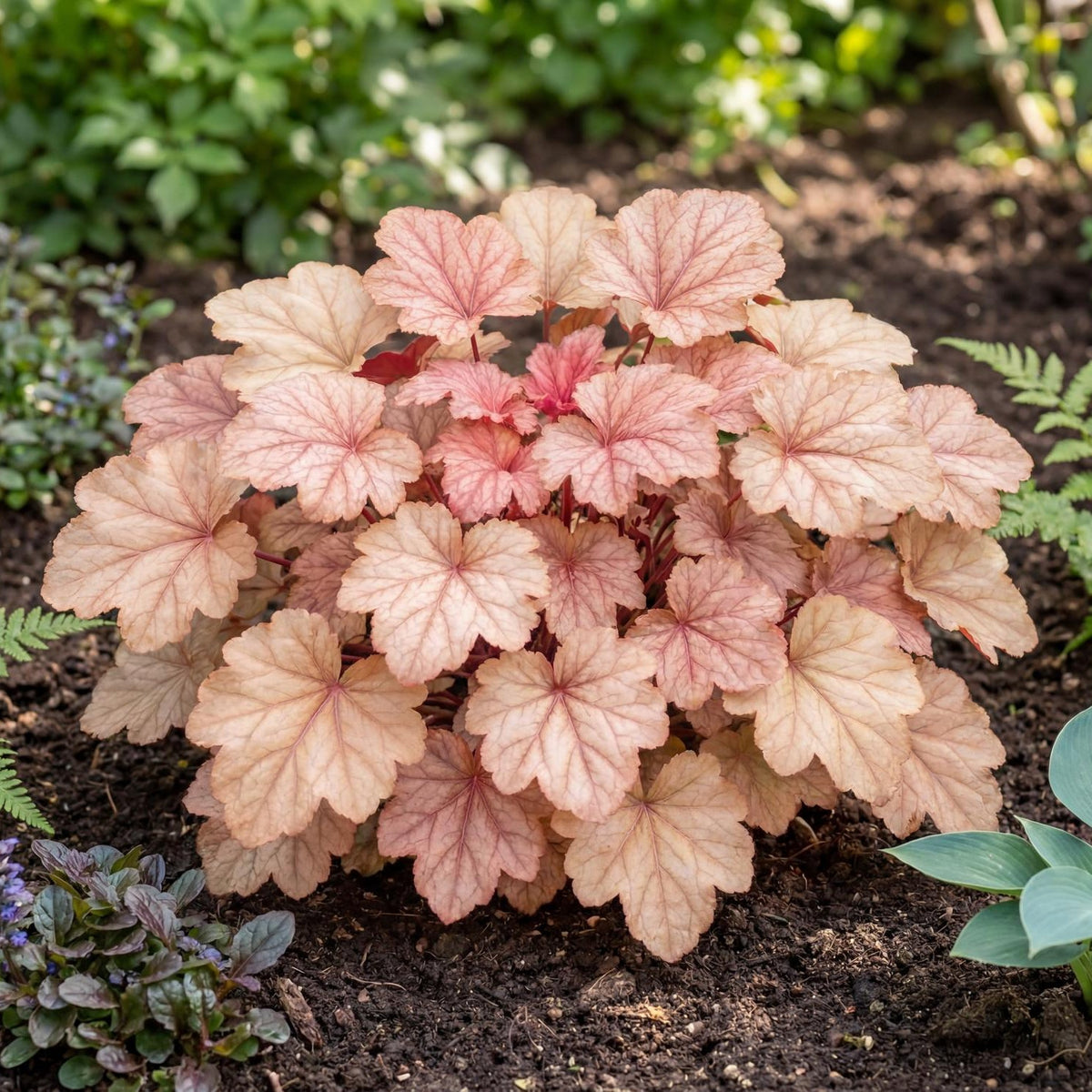 Kira Arizona Heuchera