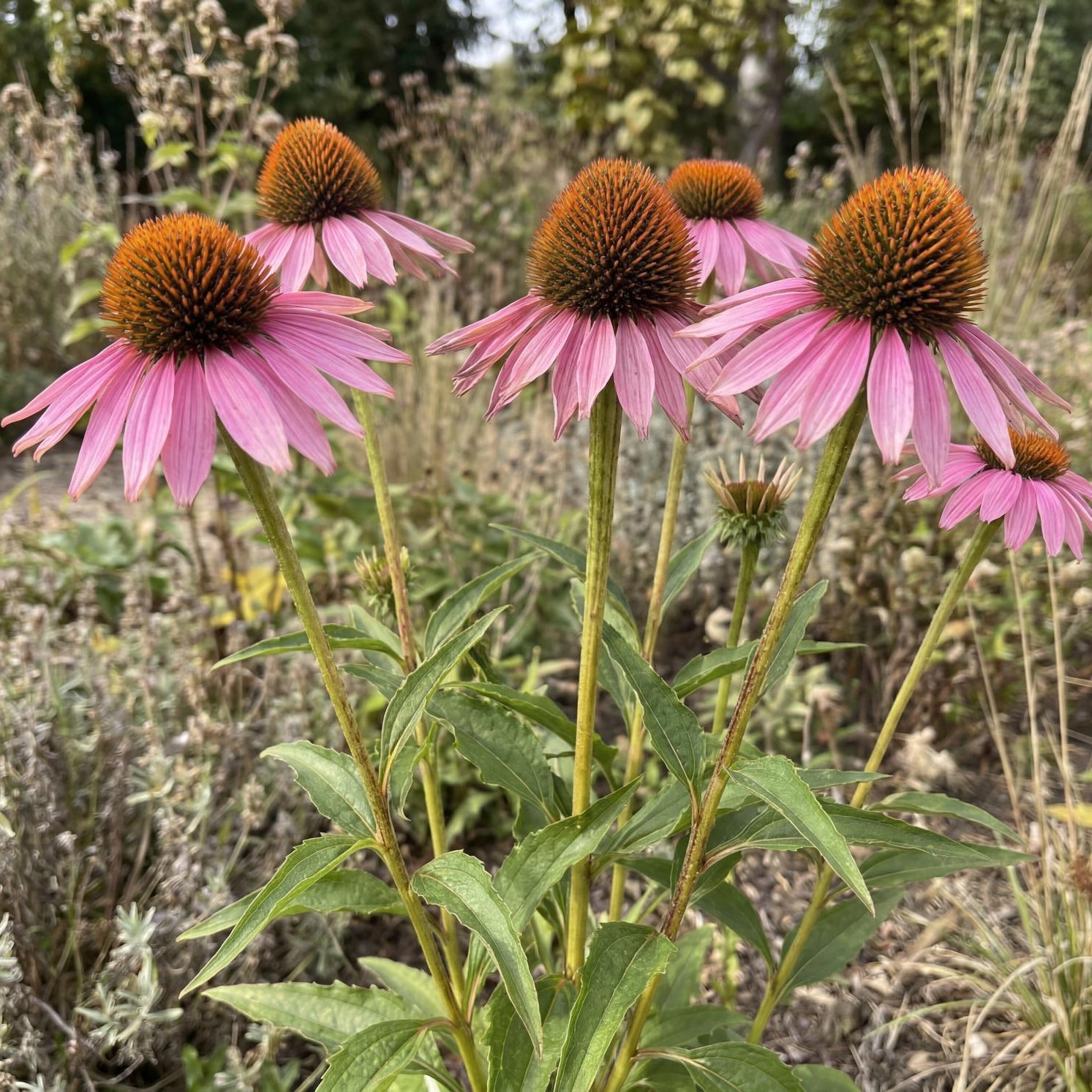 Purple Coneflower, Echinacea purpurea, in a 4-inch pot, purple-pink daisies around bold golden-brown cones