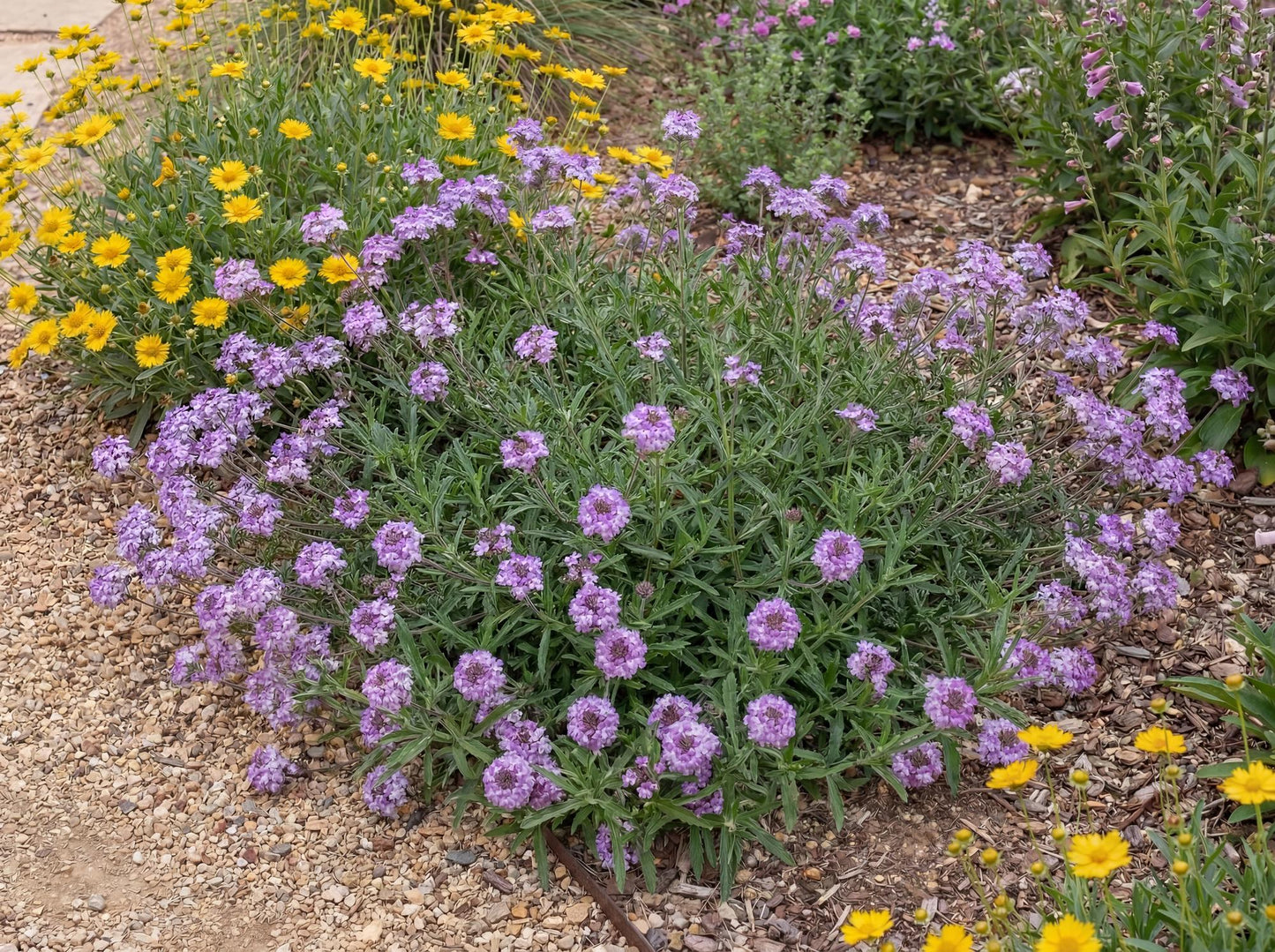 De La Mina Lilac Verbena