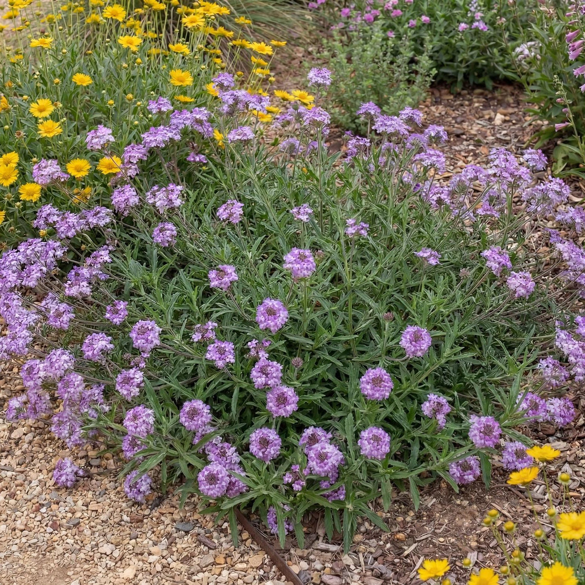 De La Mina Lilac Verbena
