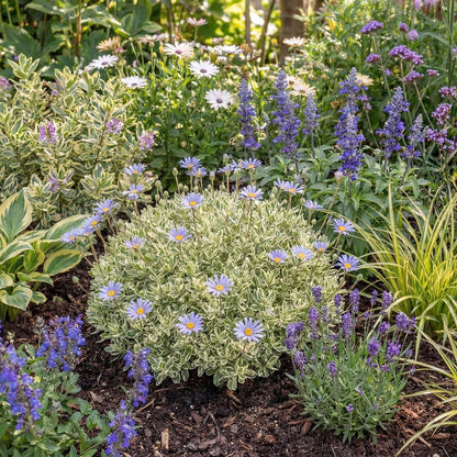 Variegata Blue Daisy Bush