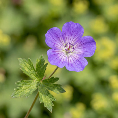 Rozanne Hybrid Crane's Bill spreads a mound of marbled green leaves beneath its long-blooming stems