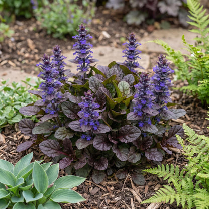 Black Scallop Ajuga