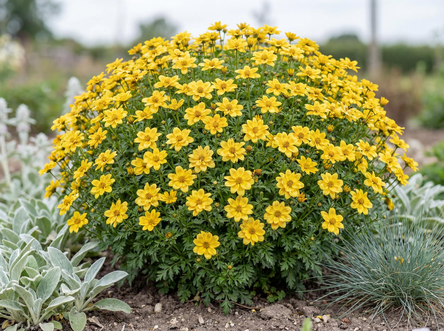 Smile Yellow Bidens