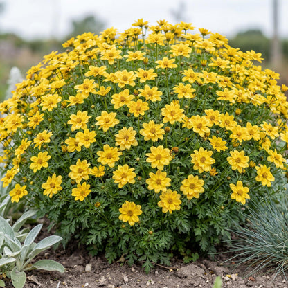 Smile Yellow Bidens, a compact mounding plant with green stems, spreading 18 to 24 inches for baskets and pots