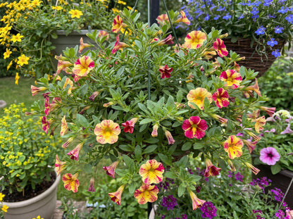 Abstract Lemon Cherry Calibrachoa