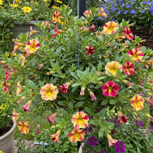 Abstract Lemon Cherry Calibrachoa