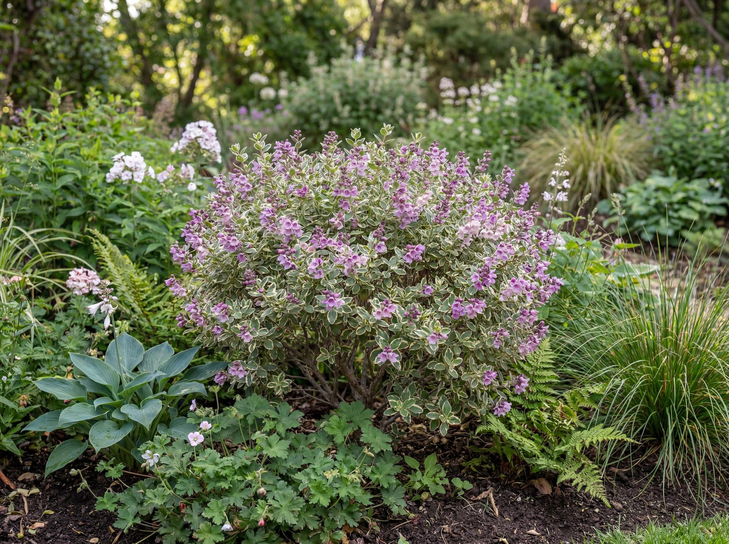 Variegated Mint Bush Prostanthera