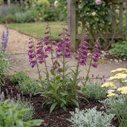Midnight Penstemon